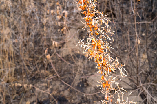 Burnt embankment, Sea buckthorn berries growing on charred branches after wildfire.