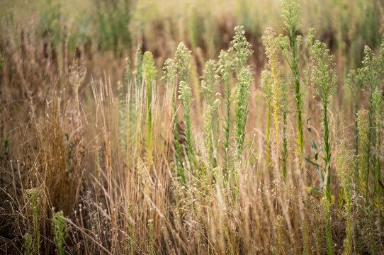 Wild plants grow in a field under soft sunlight during the afternoon hours in early summer