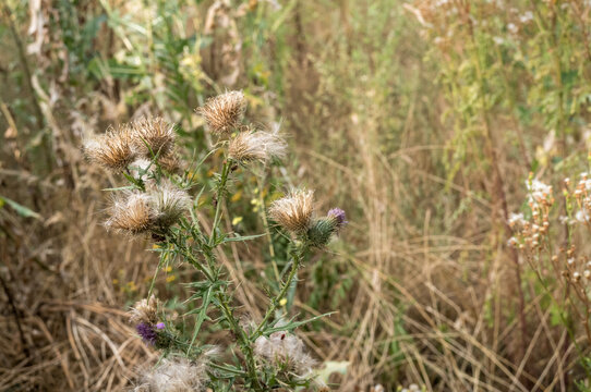 Wild plants grow in a field during late summer near a rural area with dry grass and other vegetation surrounding them