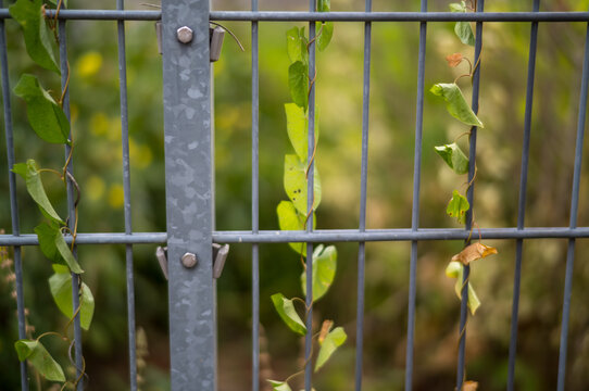 Plants grow along a metal fence in a garden during the daytime