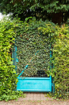 Green gate covered with ivy in a garden during daytime in a residential area