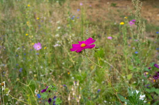 Bright pink flower stands alone in a field of wildflowers during the daytime in a sunny spot