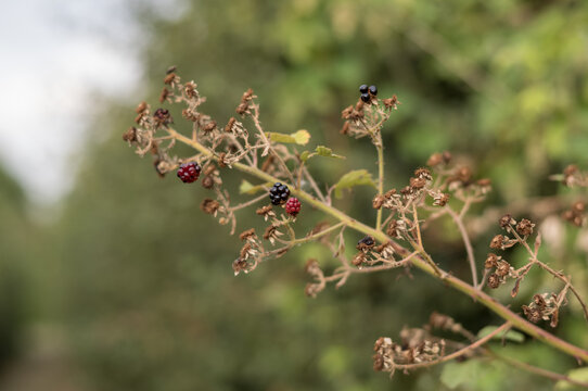 Blackberries growing on a branch in a rural area, surrounded by green vegetation during the day