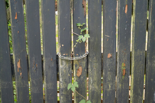 Old wooden fence with a chain and a plant growing through a gap during the day