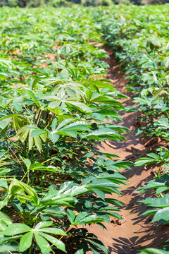Cassava plantations in Thailand, cassava cultivation areas.