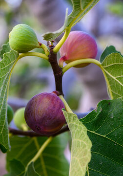 Ripe fig on tree branch during golden sunset in Cyprus