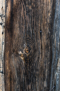 Natural Brown Wood Texture with Knots and Annual Growth Rings