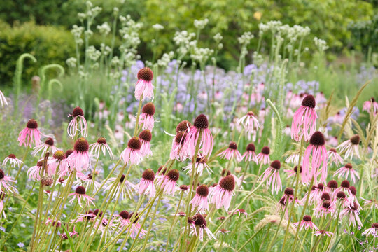 Pink Echinacea pallida, the pale purple coneflower