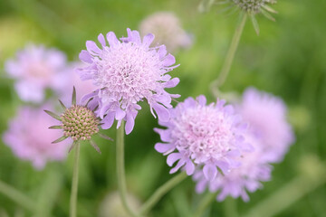 Fototapeta premium Purple Scabiosa columbaria, small scabious or dwarf pincushion, in flower.