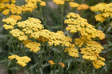 Yellow Achillea, yarrow, ‘Terracotta’ in flower. © Alexandra