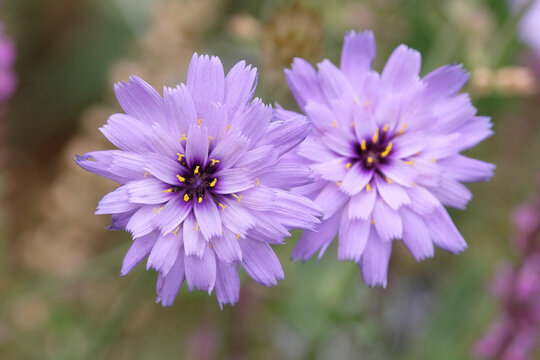 Purple Catananche caerulea, blue flowered Cupid's dart in flower.