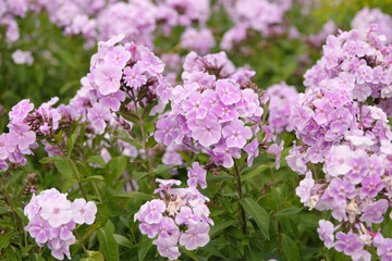 Obraz premium Pale purple Phlox paniculata ‘Franz Schubert’ in flower.