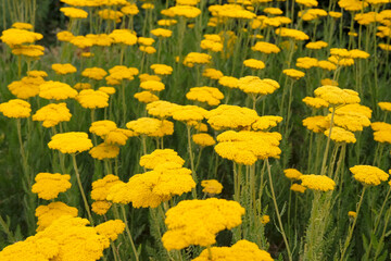Yellow Achillea ‘Coronationa Gold’ yarrow in flower. © Alexandra