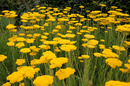 Yellow Achillea &lsquo;Coronationa Gold&rsquo; yarrow in flower.