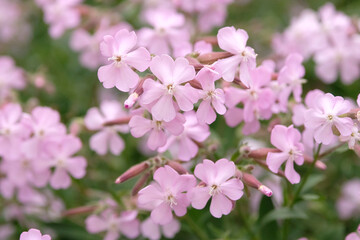 Naklejka premium Pale pink Saponaria x lempergii ‘Max Frei’ soapwort in flower.