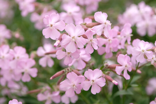 Pale pink Saponaria x lempergii &lsquo;Max Frei&rsquo; soapwort in flower.