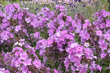 Fototapeta premium Purple Phlox paniculata ‘Blue Paradise’ in flower.