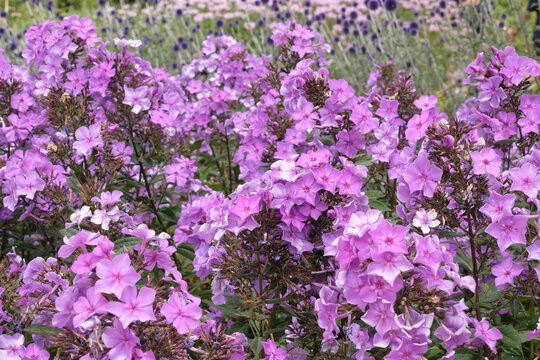 Purple Phlox paniculata &lsquo;Blue Paradise&rsquo; in flower.