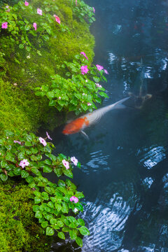 Colorful fancy carp fish (koi fish) in a garden pond in Japan,nishikigoi or orange carp.