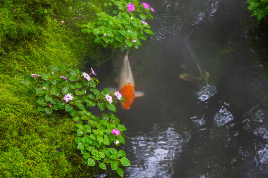 Colorful fancy carp fish (koi fish) in a garden pond in Japan,nishikigoi or orange carp.
