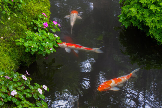 Colorful fancy carp fish (koi fish) in a garden pond in Japan,nishikigoi or orange carp.