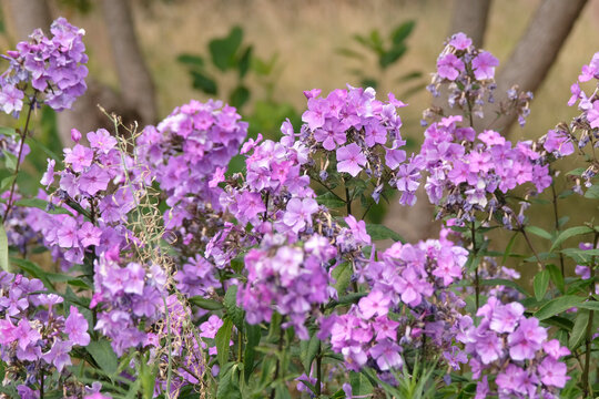 Purple Phlox paniculata &lsquo;Blue Paradise&rsquo; in flower.