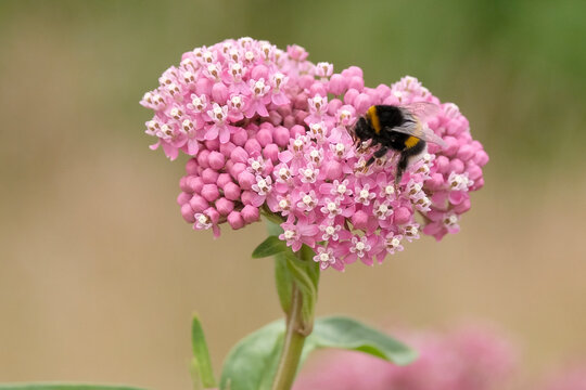Buff tailed bumblebee sat on a pink Asclepias incarnata, swamp milkweed, or rose milkweed in flower.