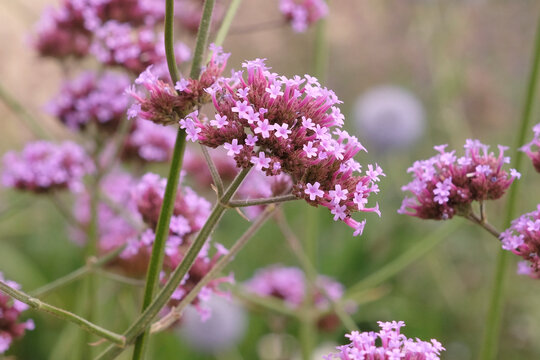 Purple Verbena bonariensis, also known as blue vervain &lsquo;Buenos Aires&rsquo; in flower.