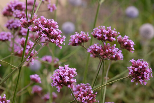 Purple Verbena bonariensis, also known as blue vervain &lsquo;Buenos Aires&rsquo; in flower.
