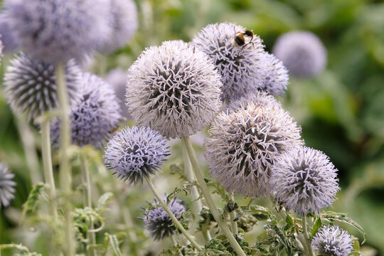 Blue Echinops &lsquo;Taplow Blue&rsquo; globe thistle in flower.