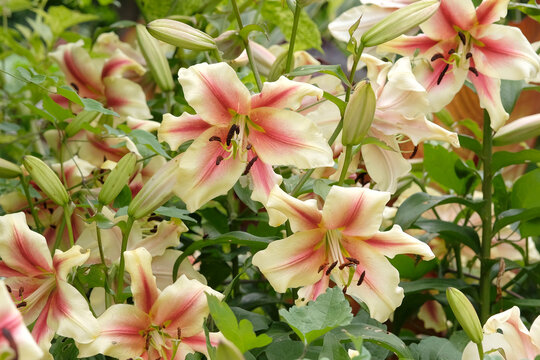 Pink and cream Lilium, tree lily, &lsquo;Nymph&rsquo; in flower
