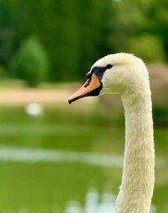 Side profile portrait close up view of a white mute swan head against a blurred green background. © Baa