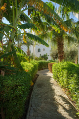 Fototapeta premium Serene garden pathway lined with lush palms and vibrant greenery under the bright sun.