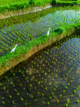 Aerial view of lush green rice terraces reflecting the sky in the morning light in Bali, Indonesia