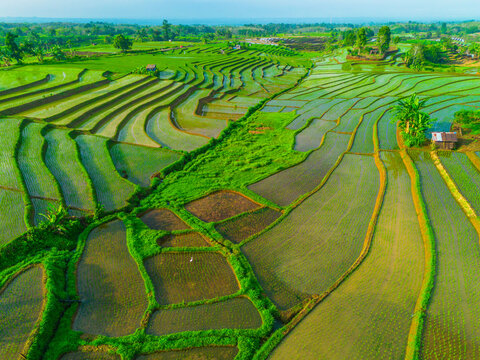 Aerial view of lush green rice terraces reflecting the sky in the morning light in Bali, Indonesia