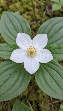 Close-up photograph of a delicate white wildflower with a bright yellow center resting on green leaves in a natural forest environment during the bright daylight of early spring season