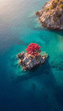 Aerial view of a solitary vibrant red autumn tree growing on a small rocky islet surrounded by crystal clear turquoise ocean water under soft natural sunlight in a coastal landscape