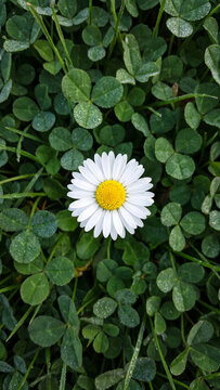 High angle photograph of a single white daisy flower with a yellow center surrounded by lush green clover leaves covered in fresh morning dew in a natural meadow during a bright spring day.