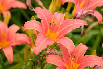 Fototapeta premium Pink Hemerocallis ‘Pink Damask’ daylily, in flower.