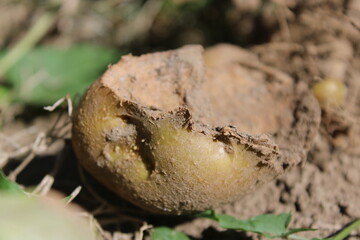Fototapeta premium Damaged potato tuber gnawed by pests in ground soil on garden bed