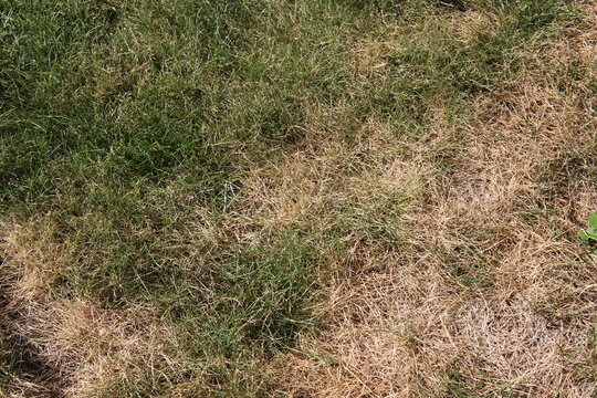 Dry brown dead grass lawn affected by summer drought and heatwave high angle