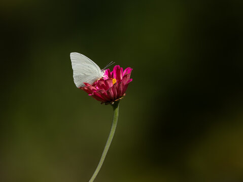 white butterfly on red flower