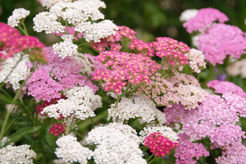 Achillea millefolium, Pink common yarrow in flower. © Alexandra