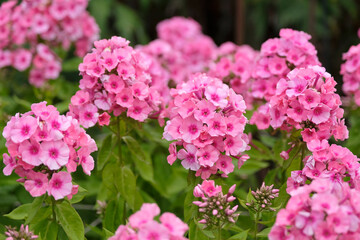 Obraz premium Phlox Light Pink Flame ‘Bareleven’ in flower.