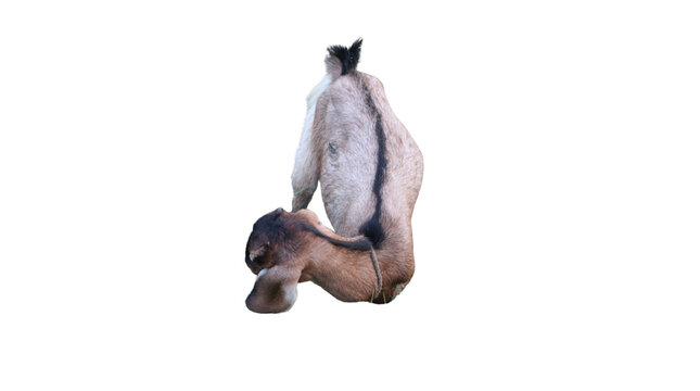 Brown and white domestic goat bending down grazing on grass isolated on transparent background