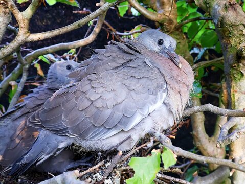 Young doves in their nest.