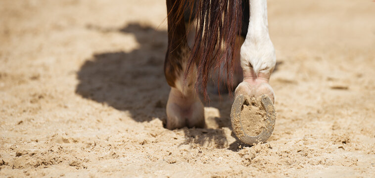 Detailed view of horse hoof foot outside stables, view from behind