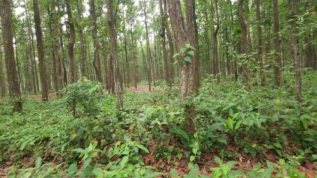 Sal Tree Forest in Dense Green Woodland, Tropical Forest Nature 4K Stock Footage