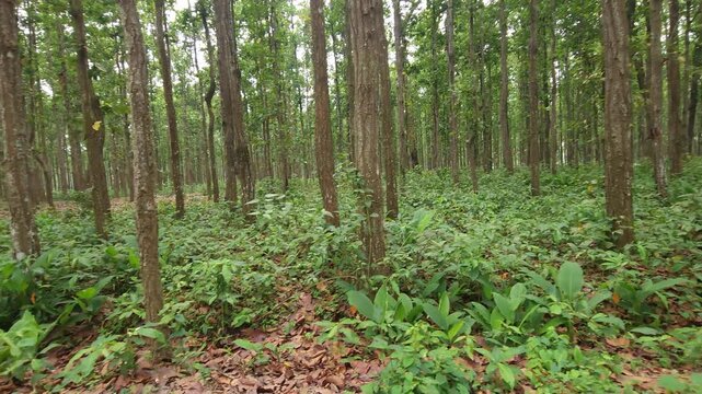 Sal Tree Forest in Dense Green Woodland, Tropical Forest Nature 4K Stock Footage