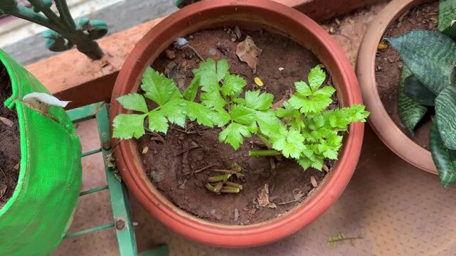 Young celery plant
